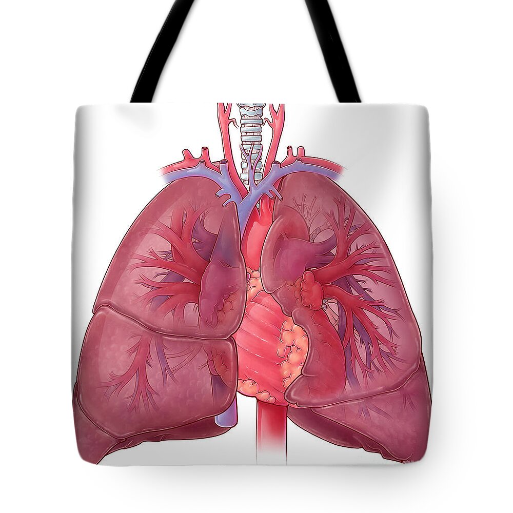 Science Tote Bag featuring the photograph Heart And Lung Anatomy, Illustration by Evan Oto