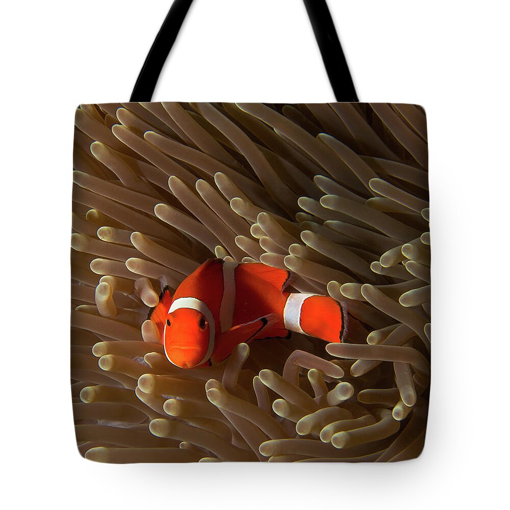 Orange Color Tote Bag featuring the photograph Hello by Taken By Jos Pannekoek