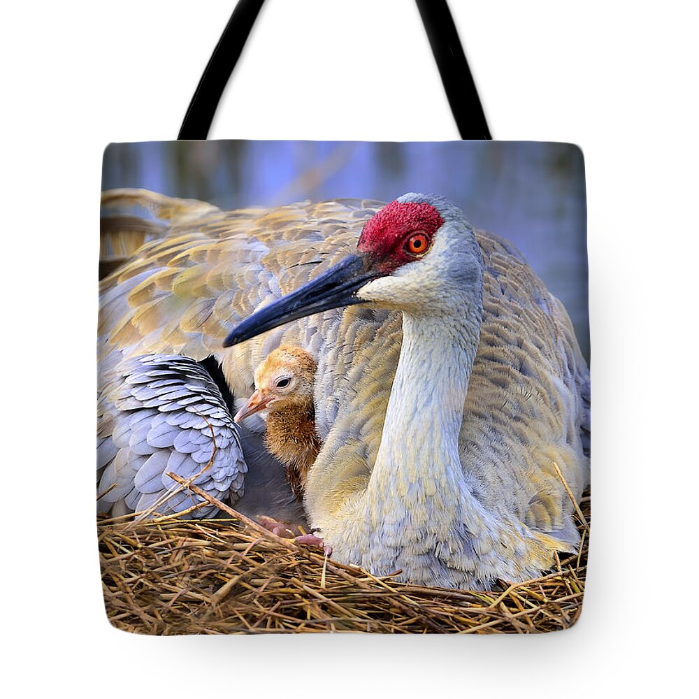 Dodsworth Tote Bag featuring the photograph Hello world by Bill Dodsworth