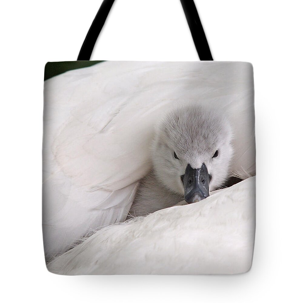Cygnet Tote Bag featuring the photograph Hello World by Gill Billington