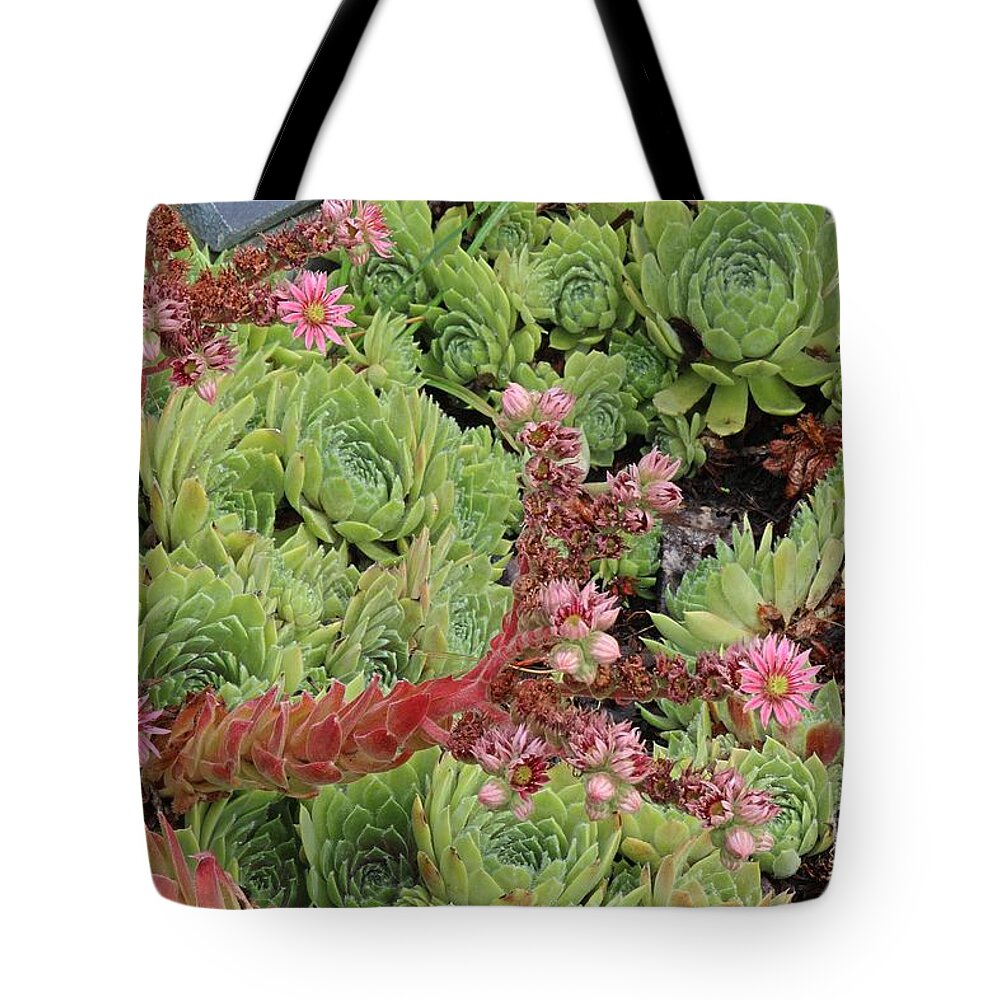 Hen And Chick Tote Bag featuring the photograph Hen and Chick in Bloom by Ann E Robson
