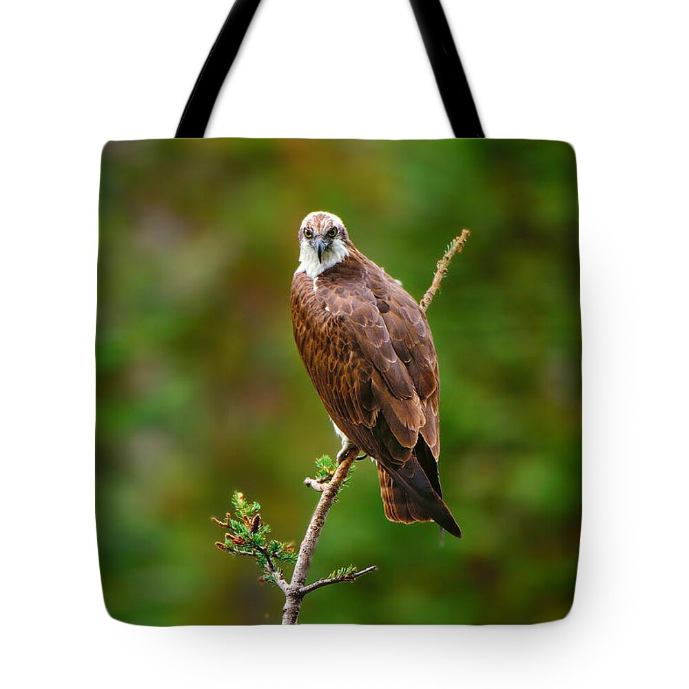 Osprey Tote Bag featuring the photograph Henry's Fork Osprey by Greg Norrell