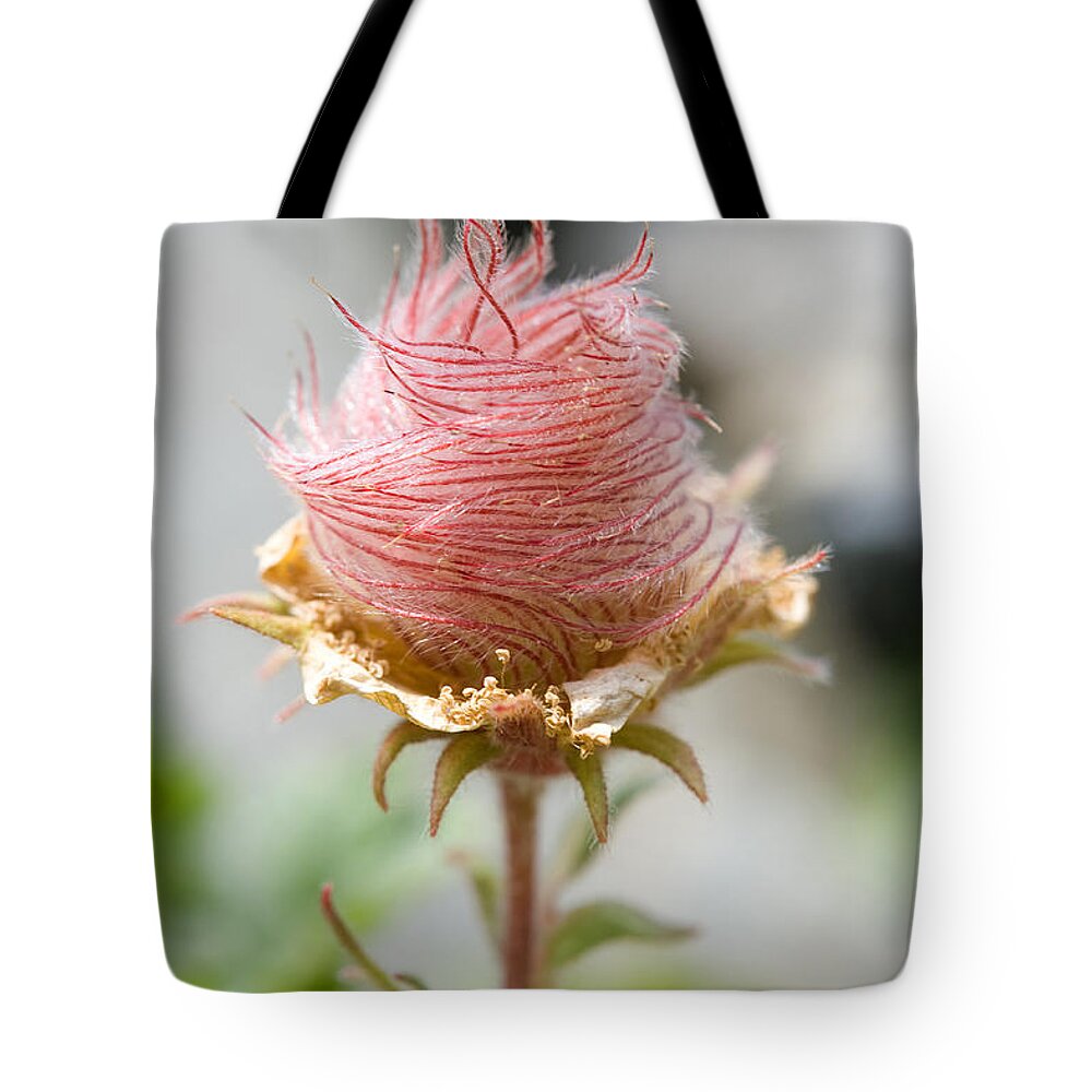 Herb Bennet Tote Bag featuring the photograph Herb Bennet by Frank Derer