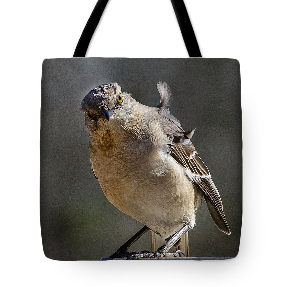 Mockingbird Tote Bag featuring the photograph Here's looking at you by John Johnson