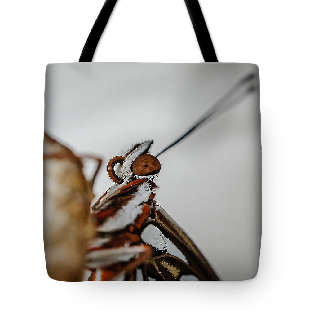 Butterfly Tote Bag featuring the photograph Here's Looking At You Squared by TK Goforth