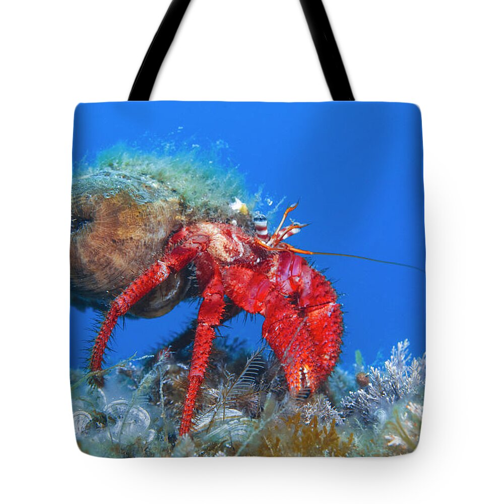 Underwater Tote Bag featuring the photograph Hermit Crab by Raimundo Fernandez Diez