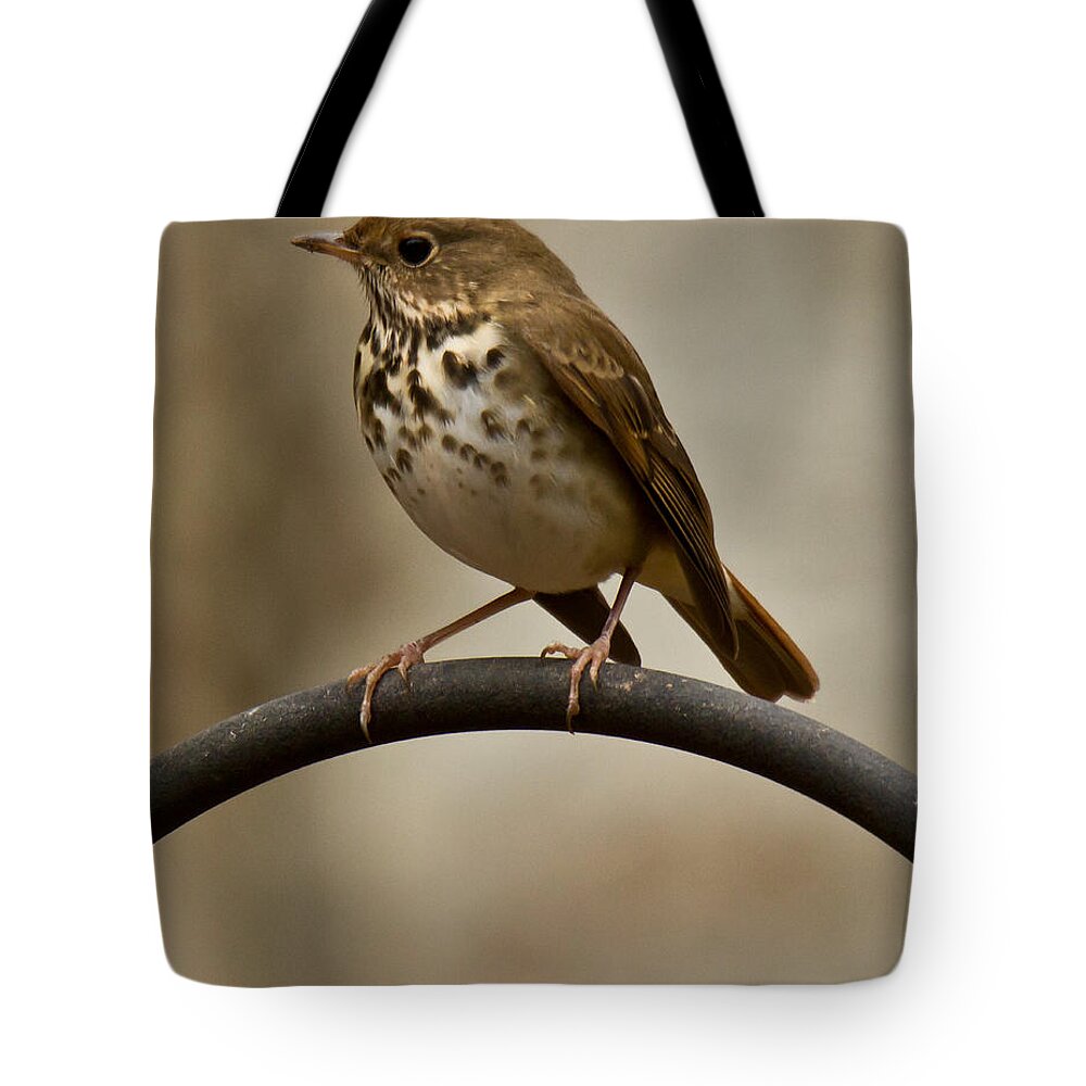 Hermit Thrush Tote Bag featuring the photograph Hermit Thrush by Robert L Jackson