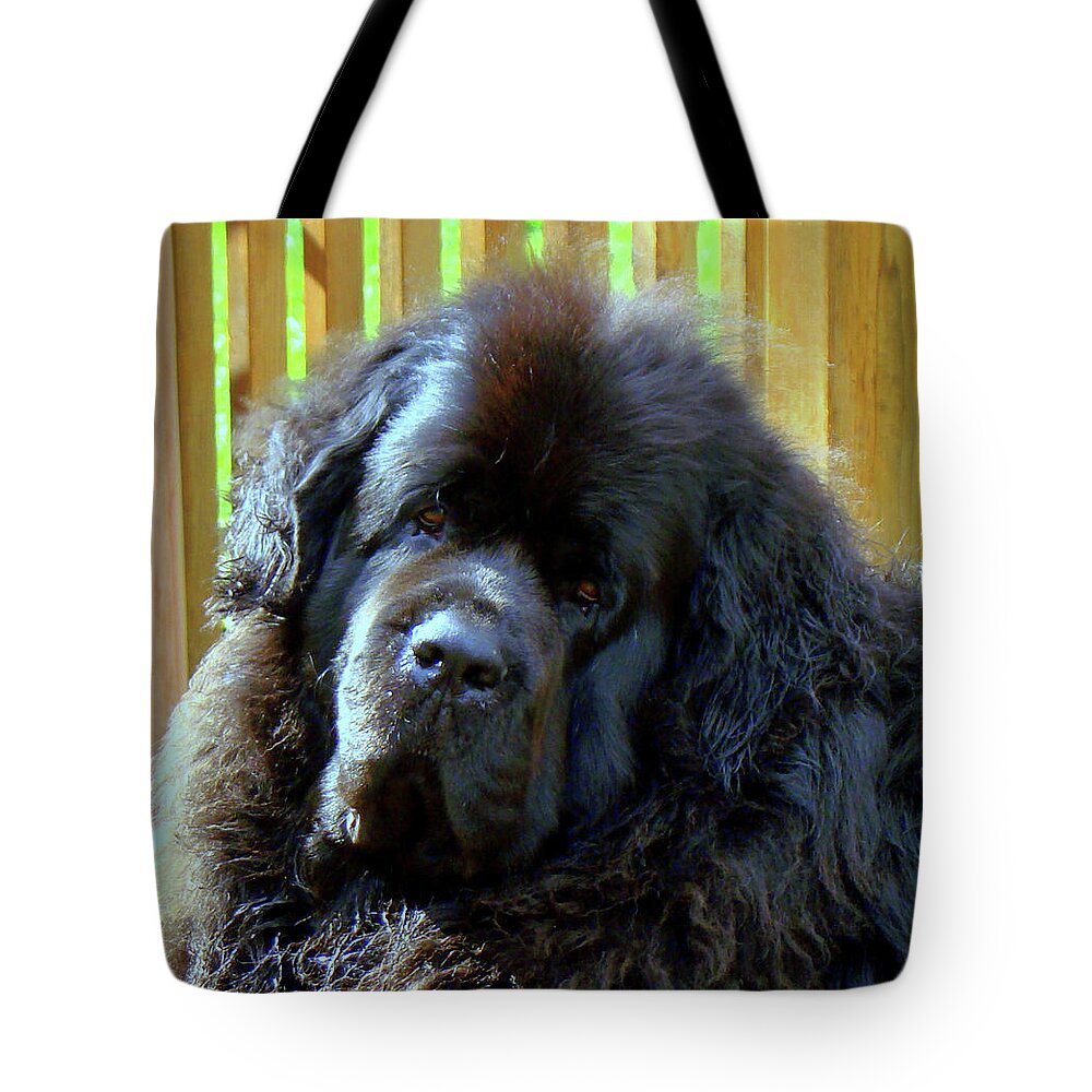 Newfoundland Tote Bag featuring the photograph Hes so cute by Lisa Rose Musselwhite