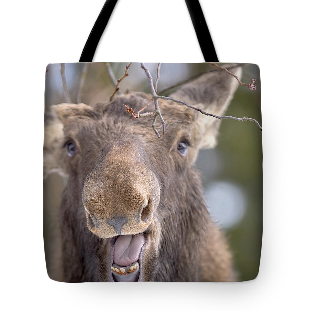 Moose Tote Bag featuring the photograph Hey Al Take my picture... - 150125A-017 by Albert Seger