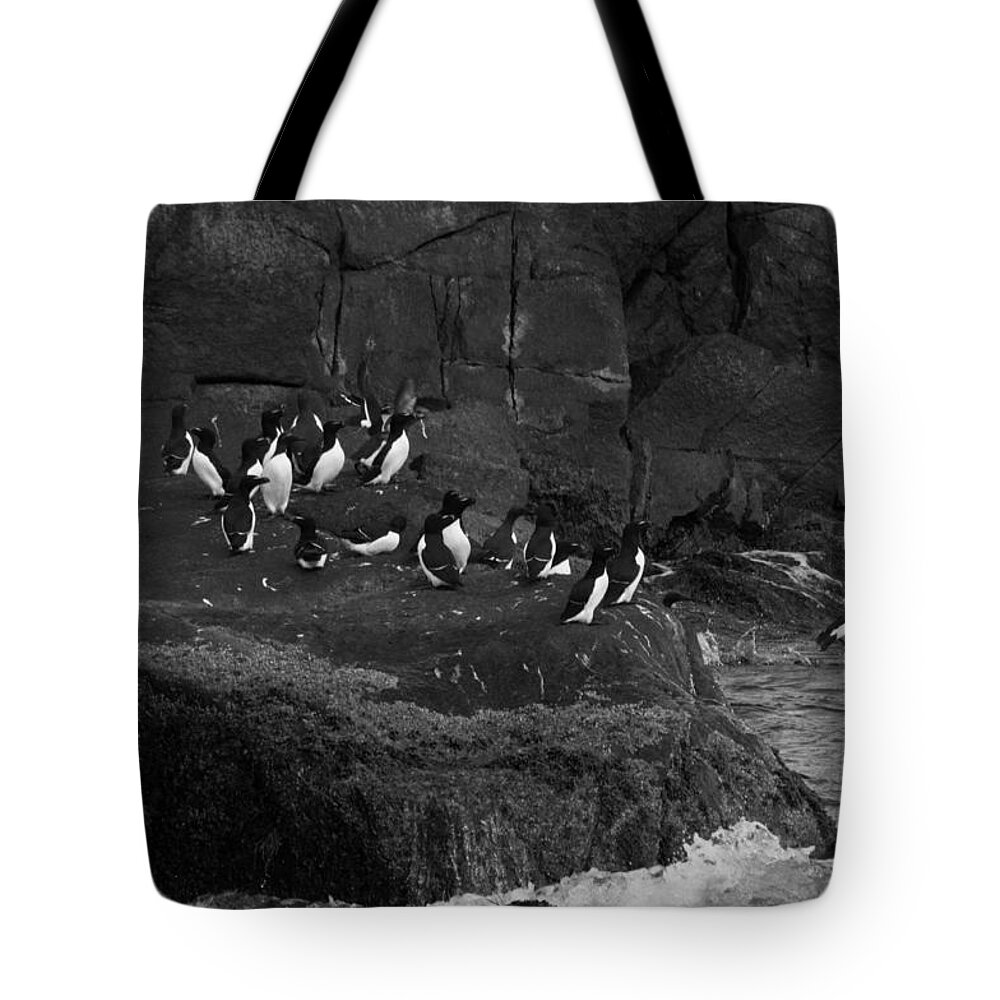 Razorbill Tote Bag featuring the photograph Hey all an Auk by Daniel Hebard