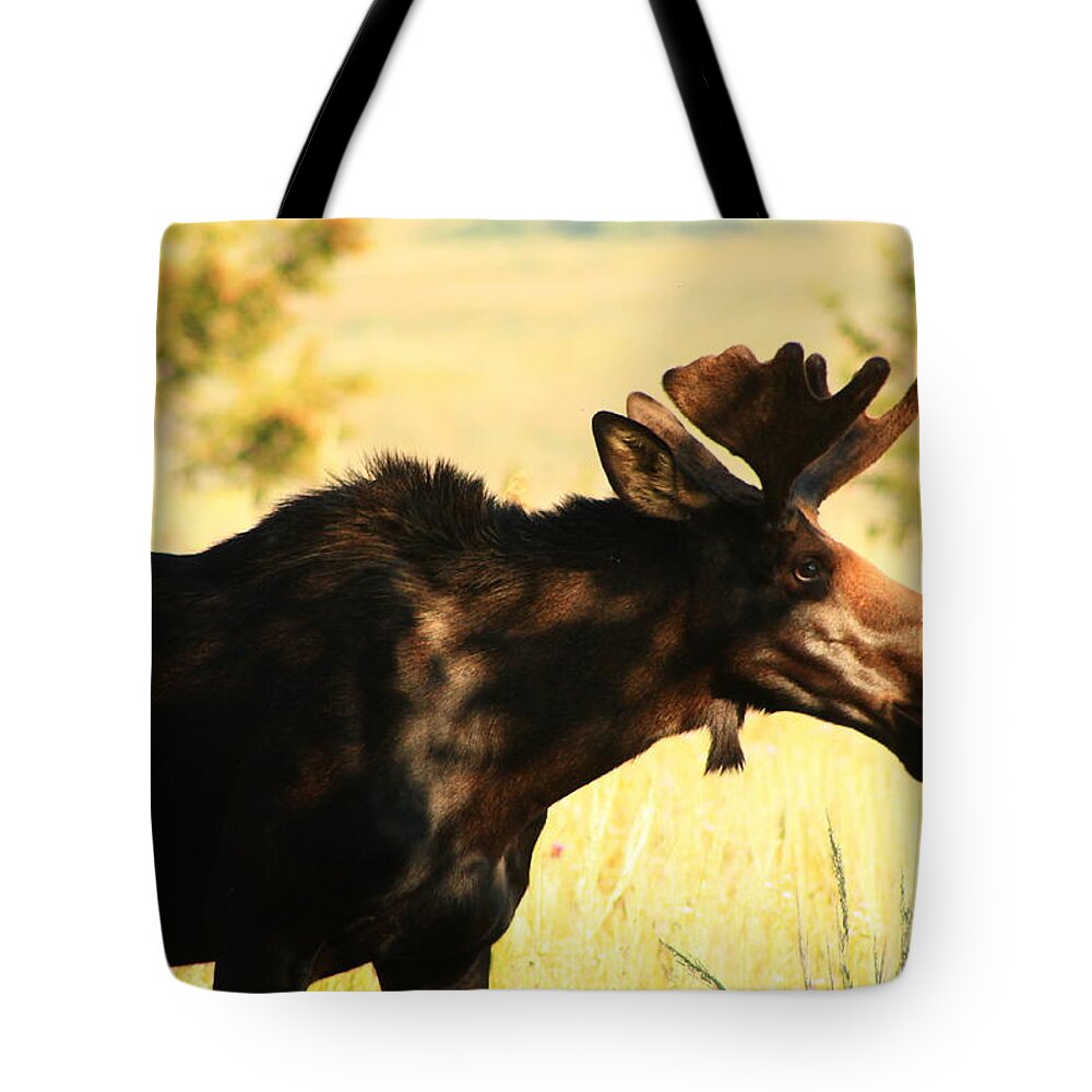 Moose Tote Bag featuring the photograph Hey I'm eating by Catie Canetti