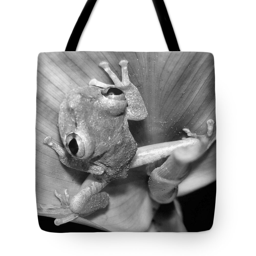 Hawaiian Tai Plant Tote Bag featuring the photograph Hi from Frog In A Tai by Belinda Lee