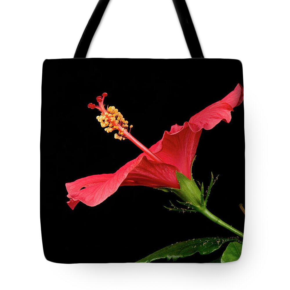 Bud Tote Bag featuring the photograph Hibiscus Flower Opening by Nigel Cattlin
