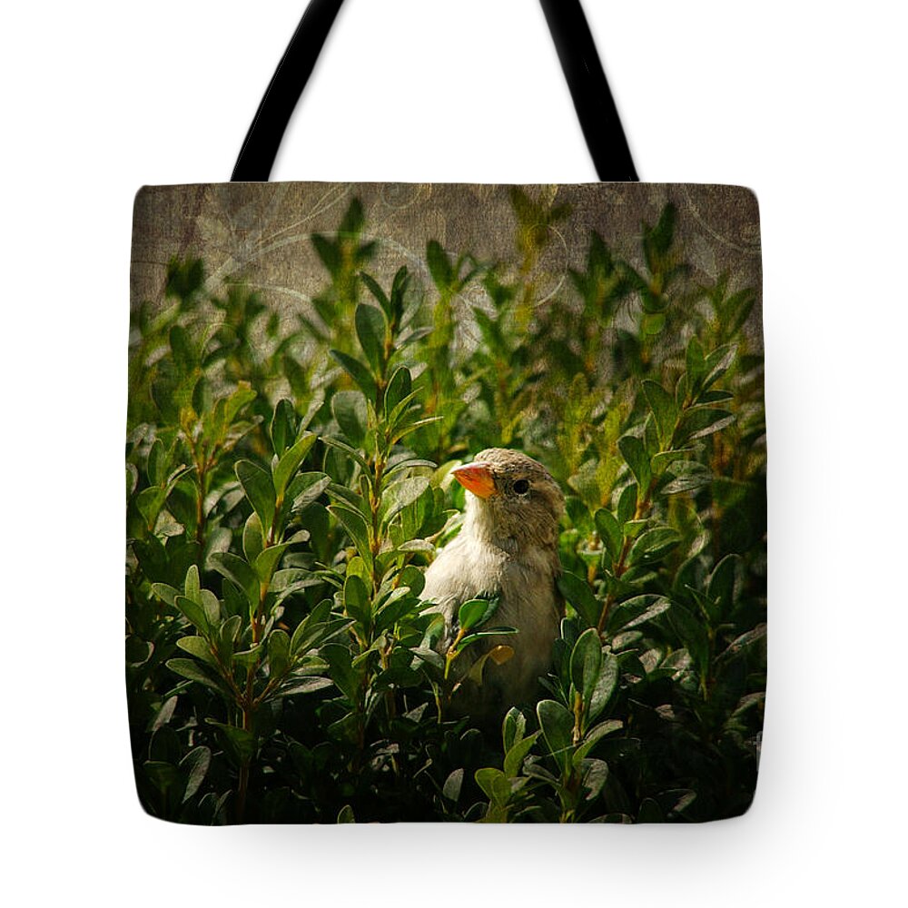 Hide And Seek Tote Bag featuring the photograph Hide and Seek by Mariola Bitner