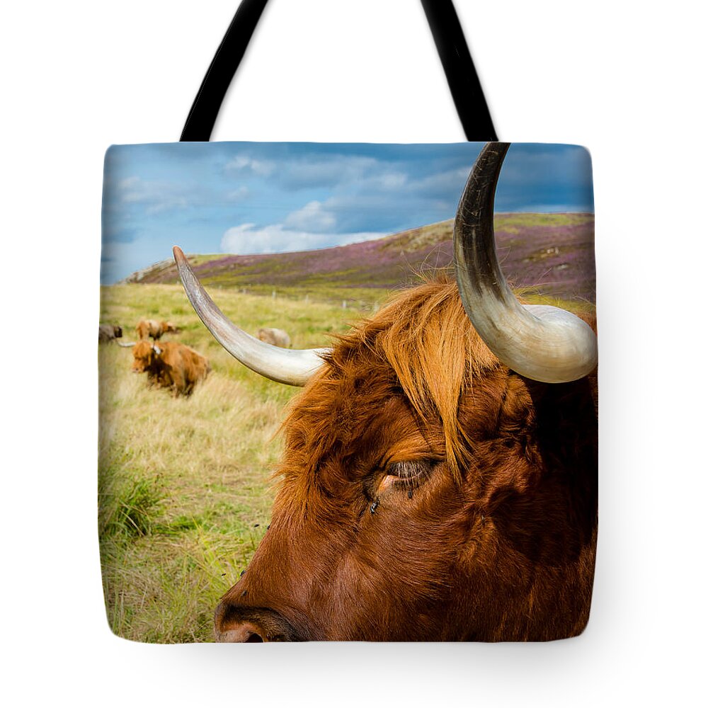 Cow Tote Bag featuring the photograph Highland Cattle On Scottish Pasture by Andreas Berthold