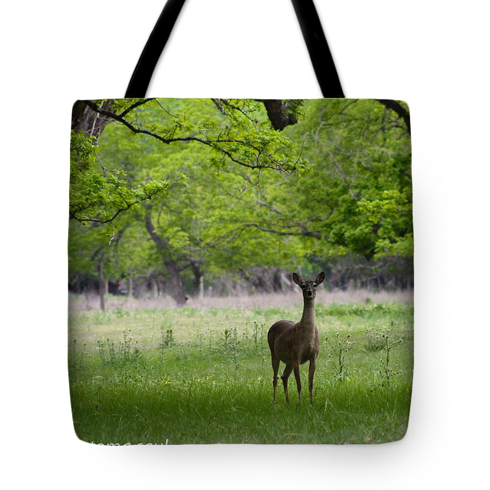 Nature Tote Bag featuring the photograph Hill Country Deer by Toma Caul