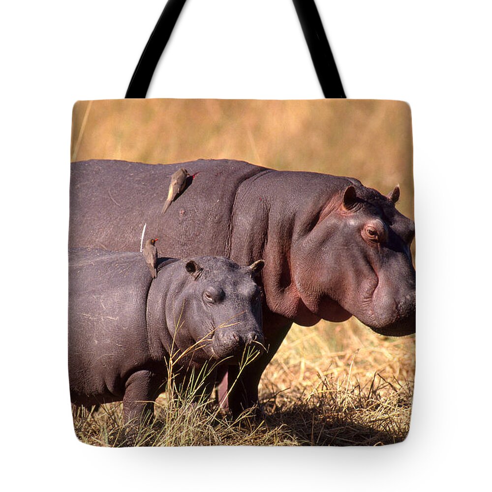 Animal Tote Bag featuring the photograph Hippopotamuses With Oxpeckers by Gregory G. Dimijian, M.D.