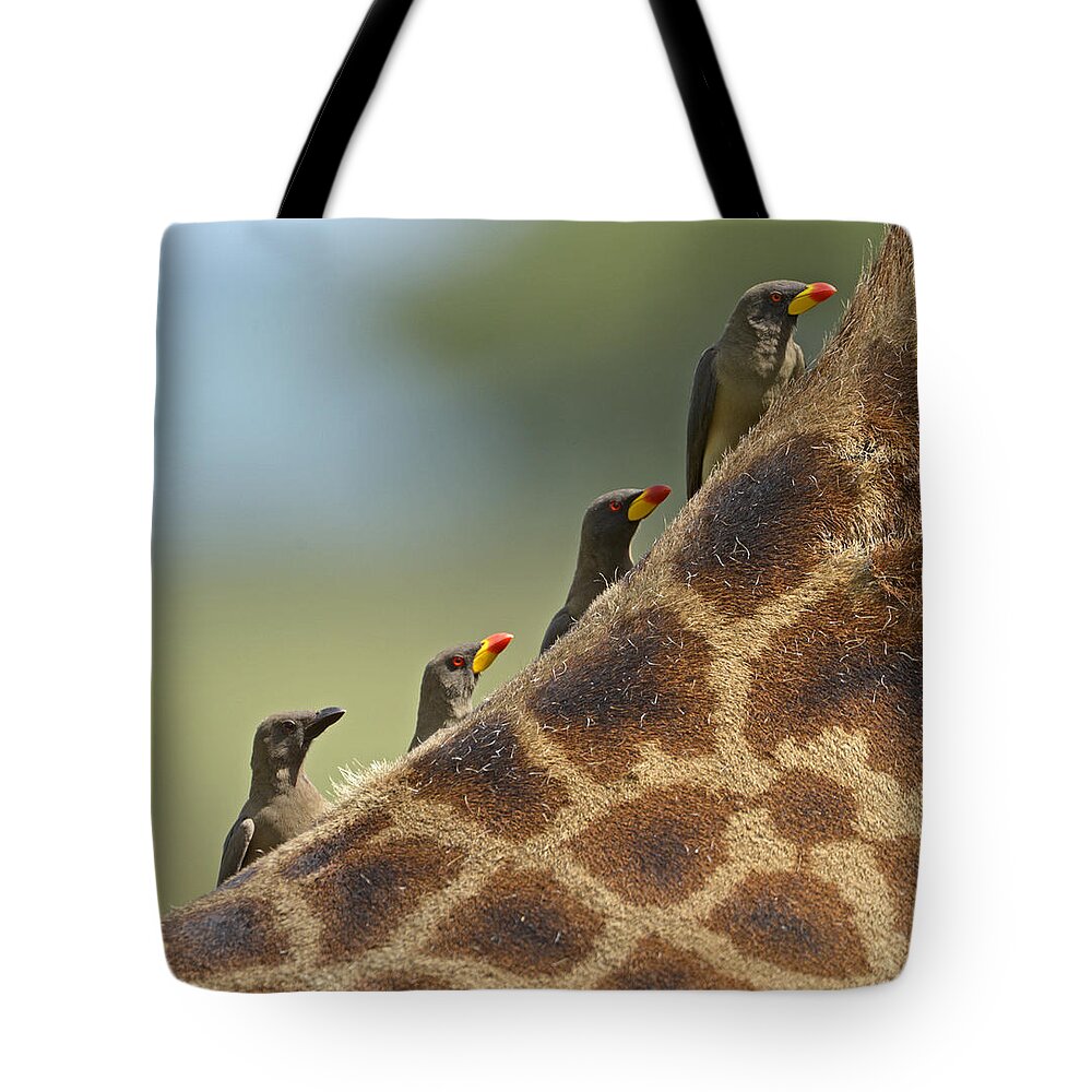 Nature Tote Bag featuring the photograph Hitching a Ride by Claudio Bacinello