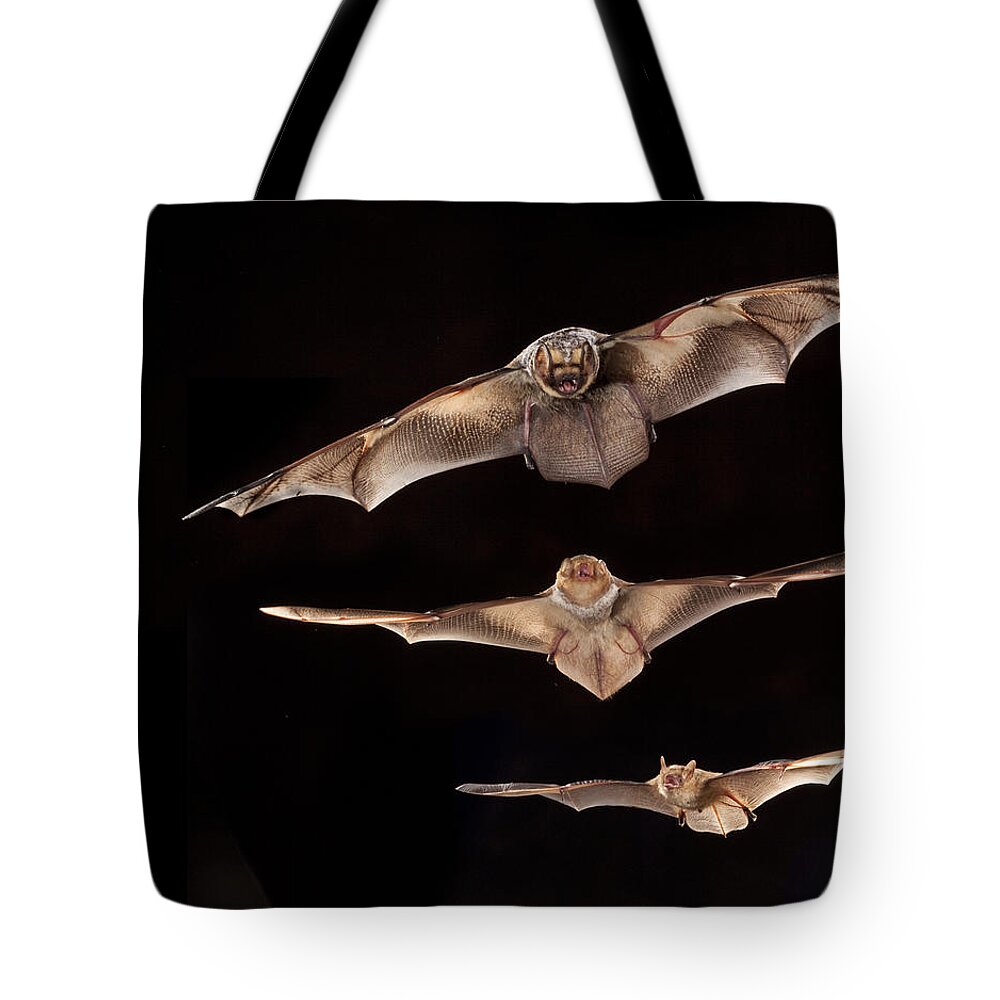 Feb0514 Tote Bag featuring the photograph Hoary Bat With Eastern Red Bat by Michael Durham