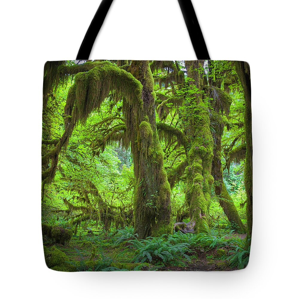 Outdoors Tote Bag featuring the photograph Hoh Rainforest by Ron Crabtree