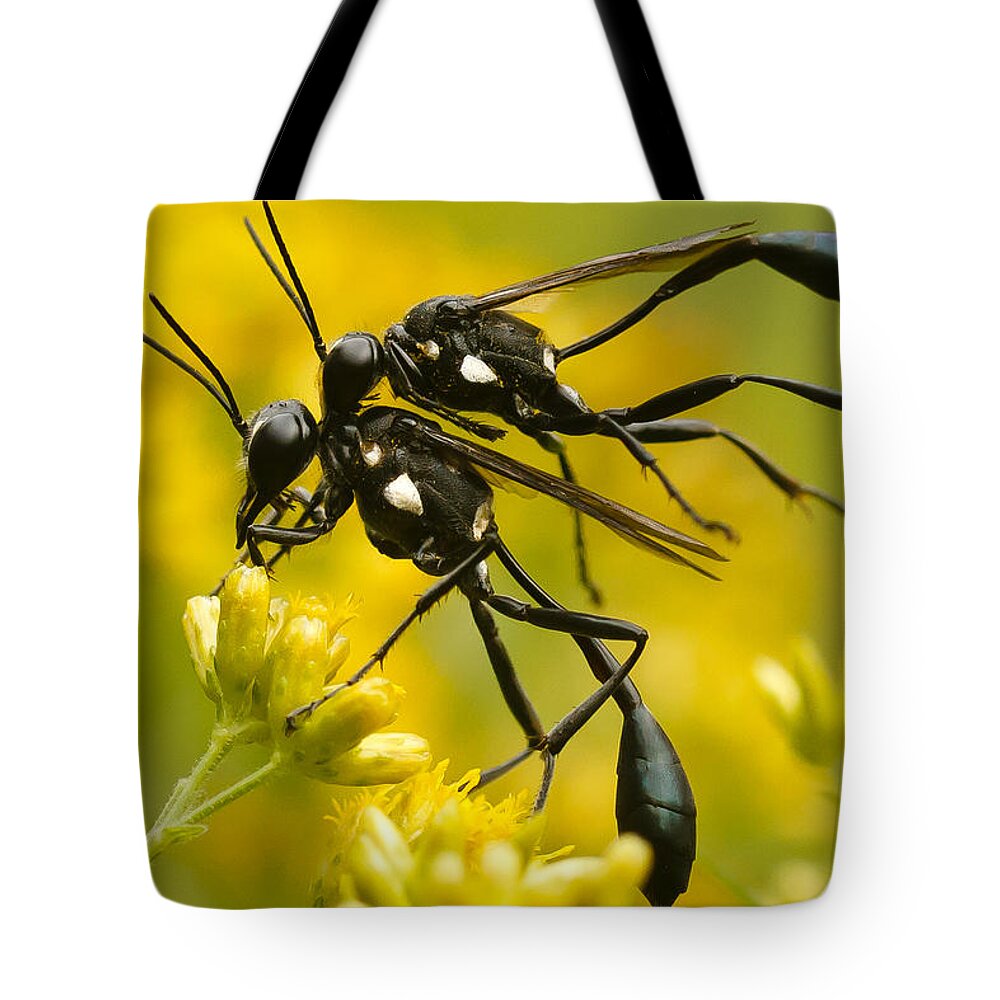 Wasp Tote Bag featuring the photograph Holding On by Shane Holsclaw