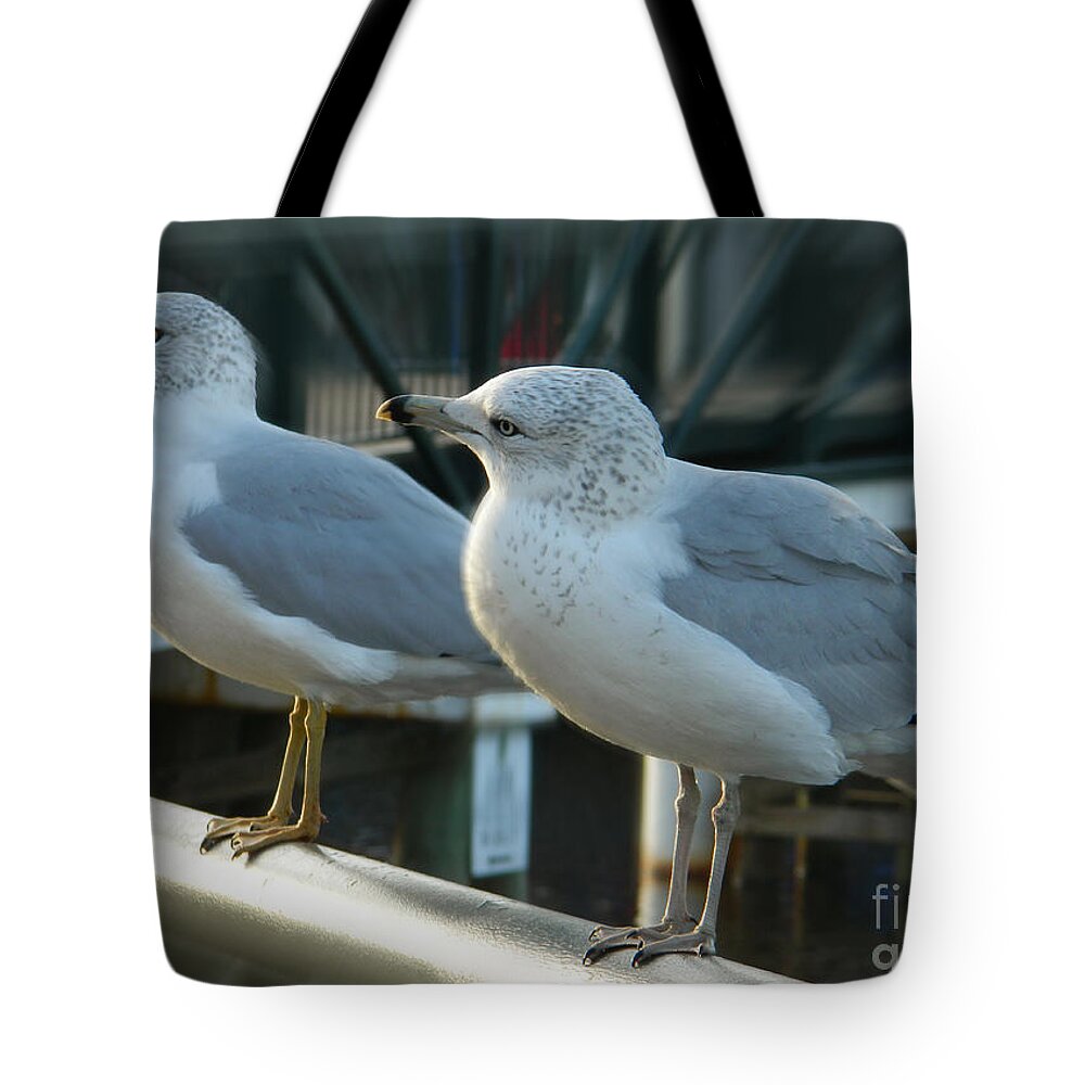 Seagulls Photographs Tote Bag featuring the photograph Honey Are You Listening To Me? by Emmy Vickers