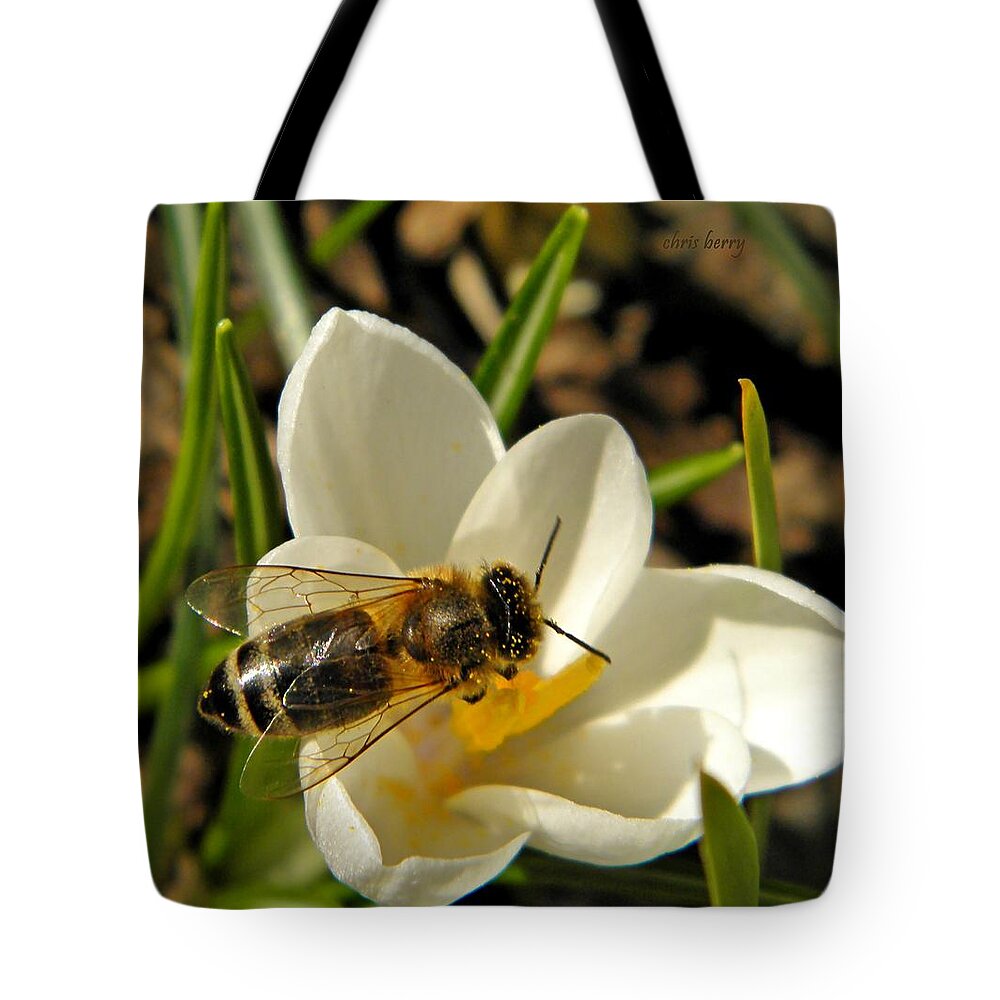 Insect Tote Bag featuring the photograph Honey Bee and Crocus by Chris Berry