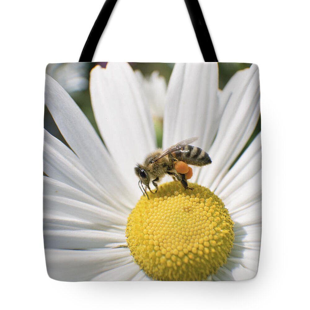 Feb0514 Tote Bag featuring the photograph Honey Bee Collecting Pollen From Daisy by Konrad Wothe