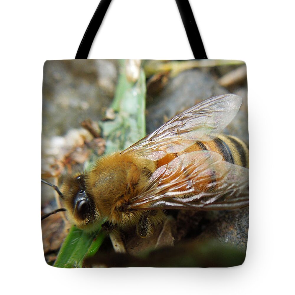 Macro Tote Bag featuring the photograph Honey Bee by Pete Trenholm