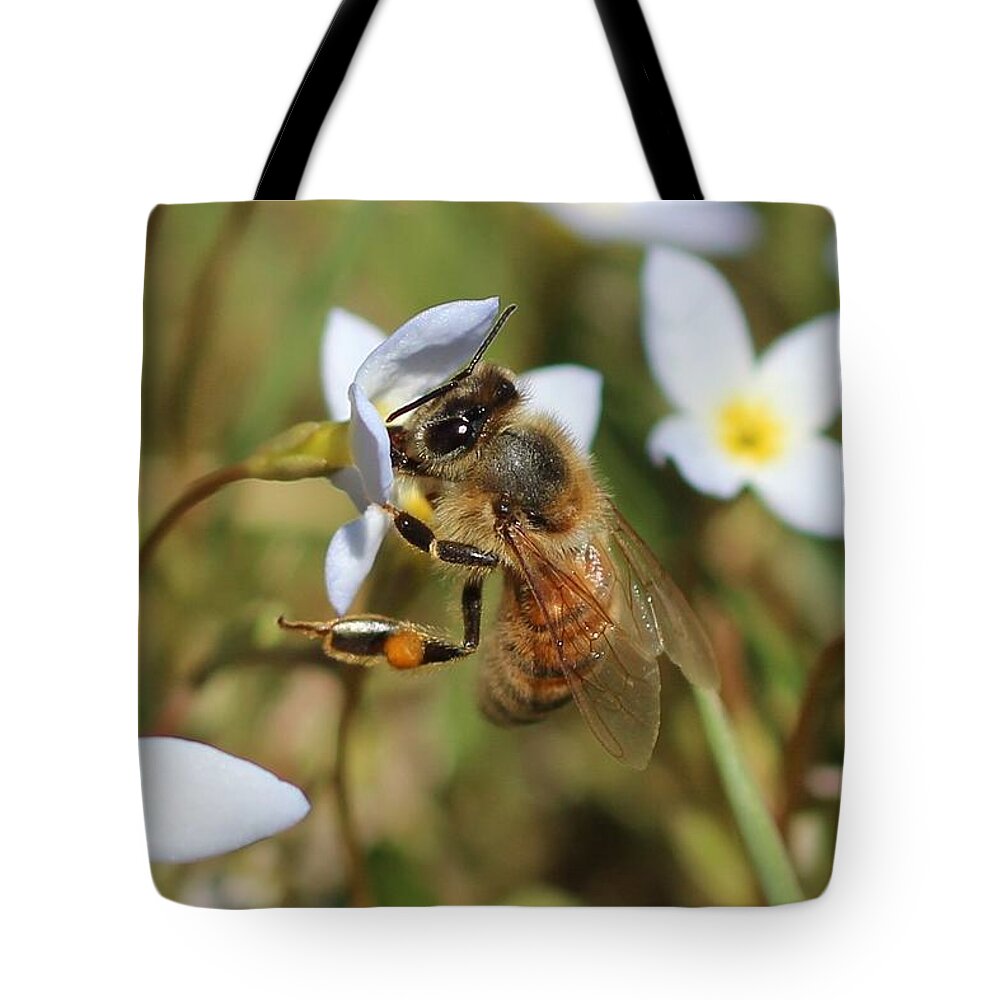 Honeybee Tote Bag featuring the photograph Honeybee on Bluet by Lucinda VanVleck
