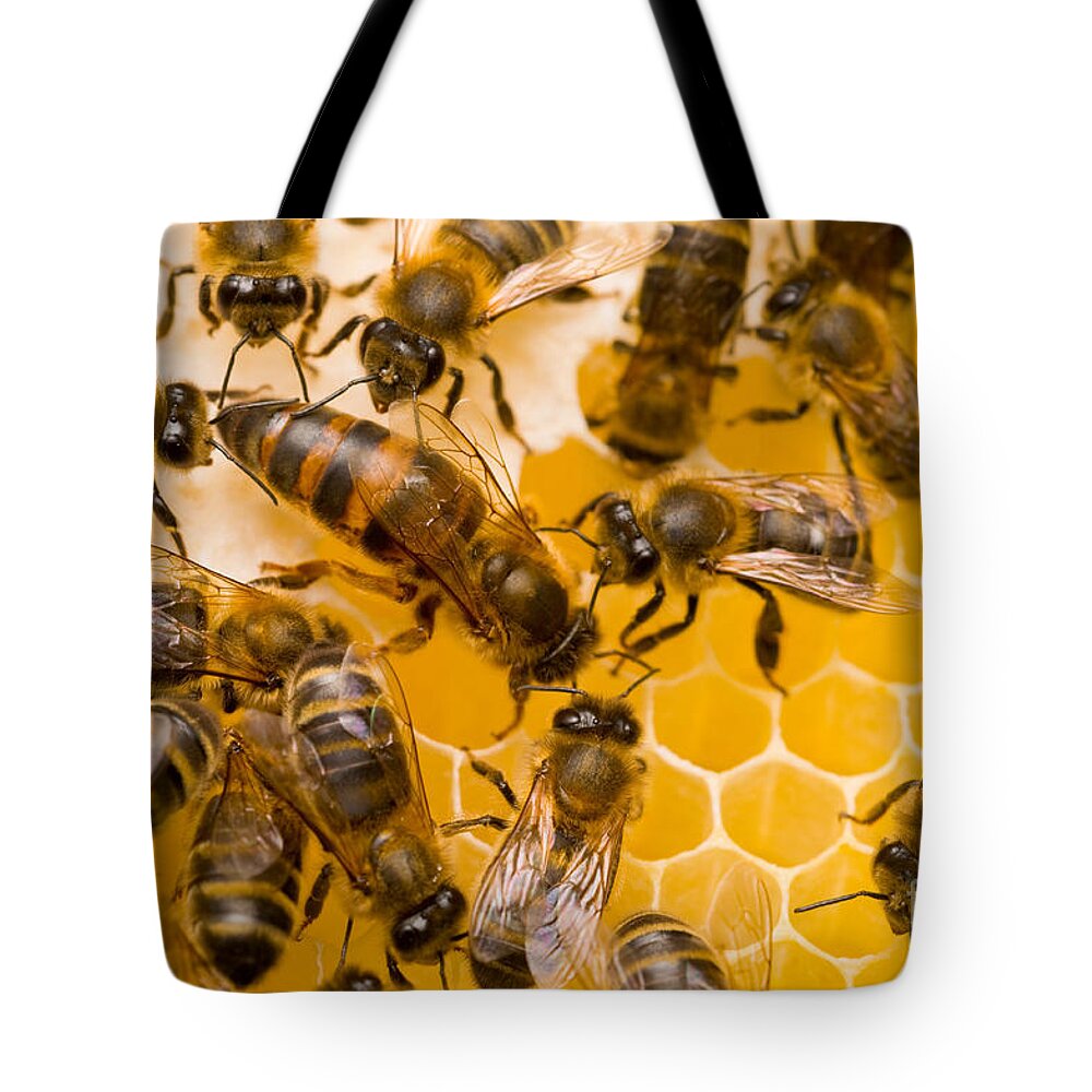 Honey Bees Tote Bag featuring the photograph Honeybee Workers And Queen by Mark Bowler
