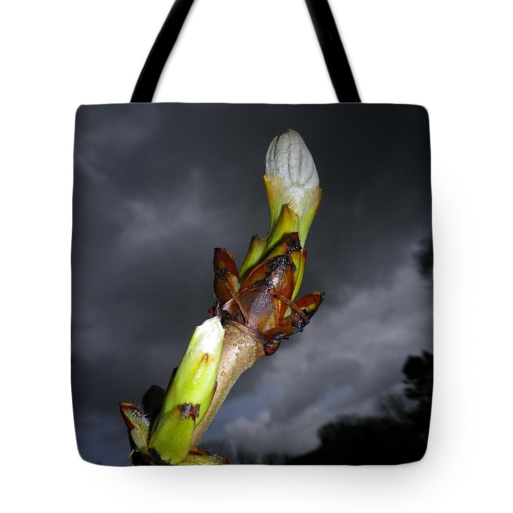 Horse Chestnut Tote Bag featuring the photograph Horse Chestnut Bud With Dark Stormy Sky by Richard Brookes