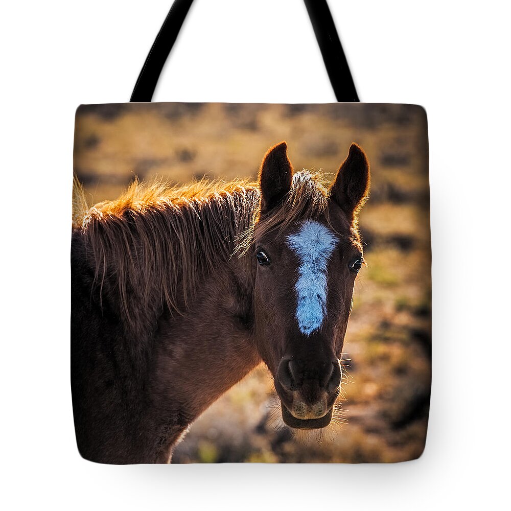 Horse Tote Bag featuring the photograph Horse with backlight by Paul Freidlund