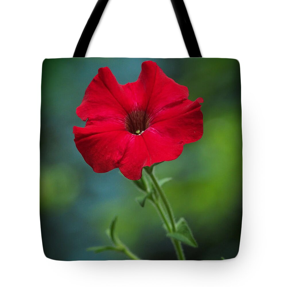 Flowers Tote Bag featuring the photograph Hot Petunia In The Cool Shadows by Dorothy Lee