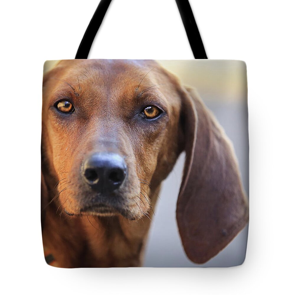 Animal Themes Tote Bag featuring the photograph Hound With Piercing Eyes by Michele Sons