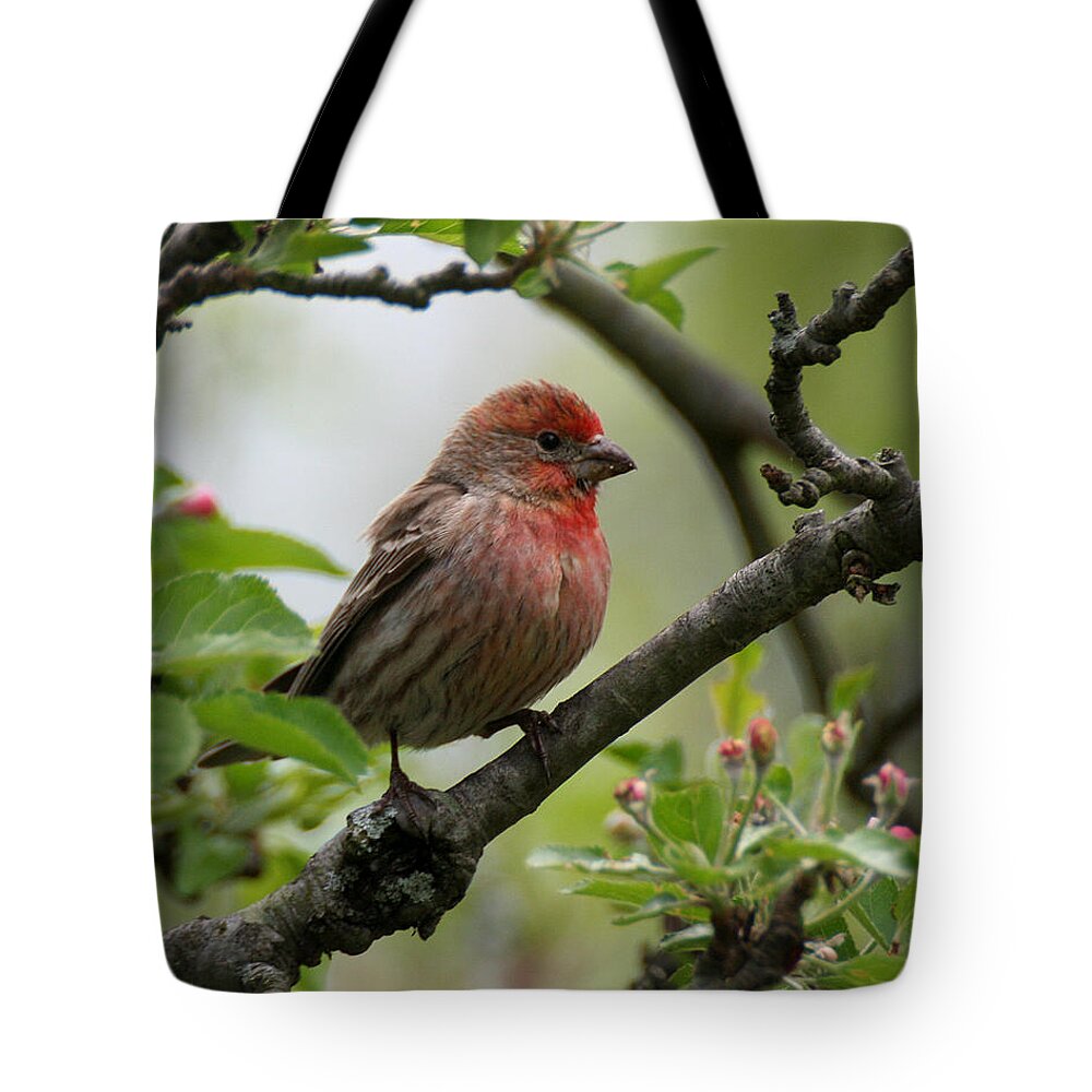 Wildlife Tote Bag featuring the photograph House Finch in Apple Tree by William Selander