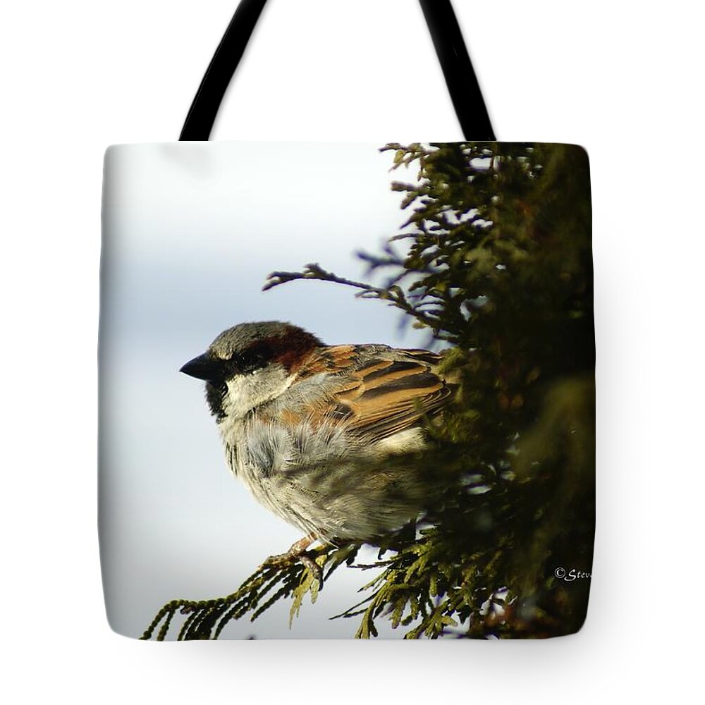 Bird Tote Bag featuring the photograph House Sparrow by Steven Clipperton