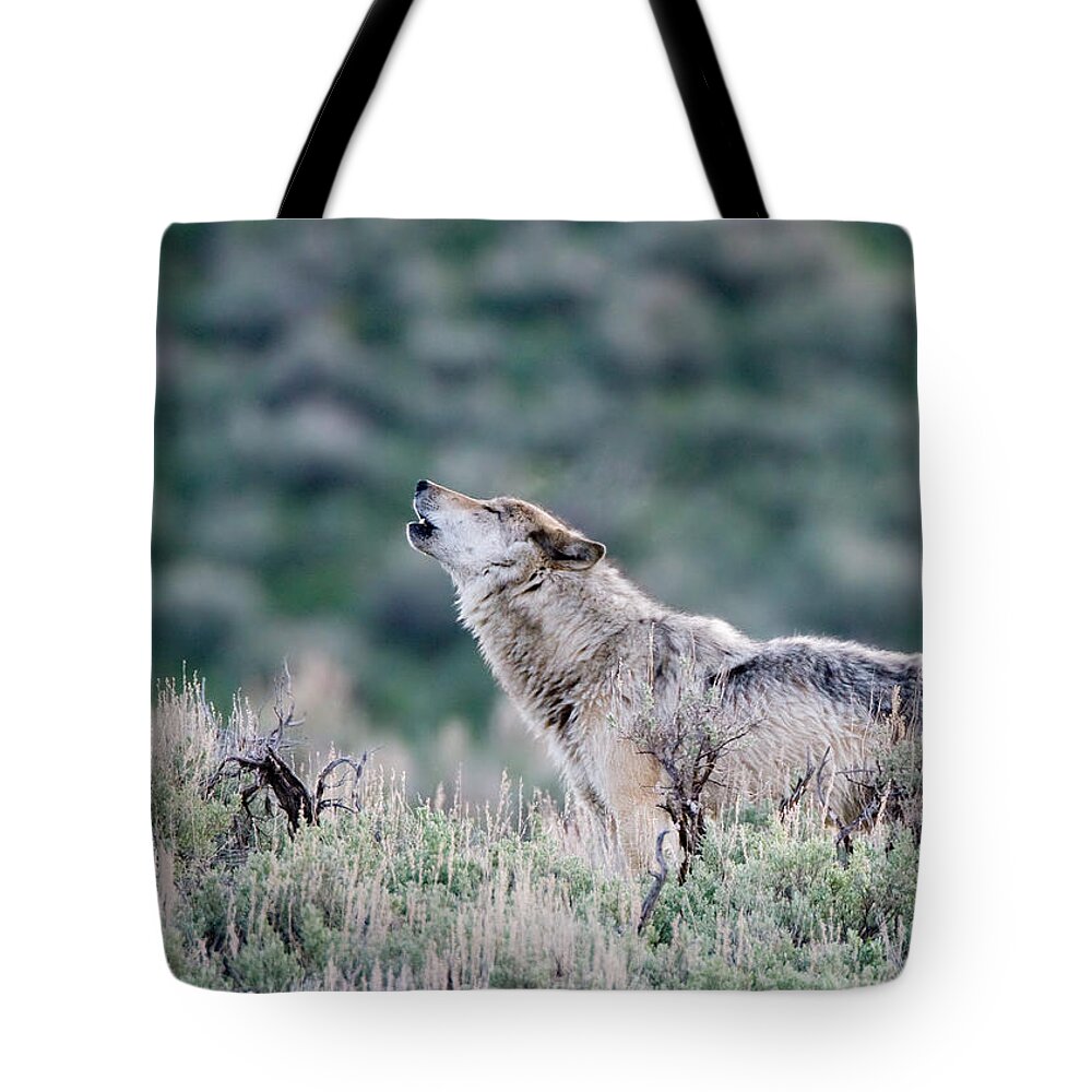 Wwolf Tote Bag featuring the photograph Howling Wolf by Max Waugh
