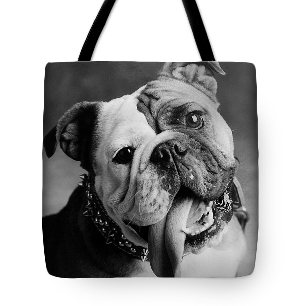 Bull Dog Tote Bag featuring the photograph Huh by Jill Reger