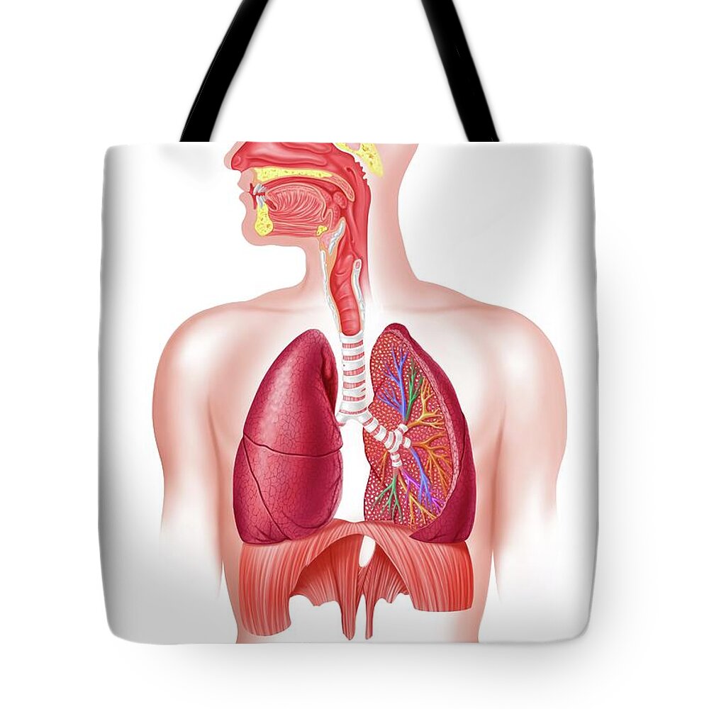 Human Lung Tote Bag featuring the digital art Human Respiratory System, Artwork by Science Photo Library - Leonello Calvetti