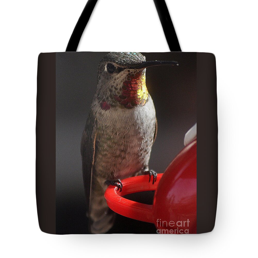 Hummingbird Tote Bag featuring the photograph Hummingbird Female Anna by Jay Milo