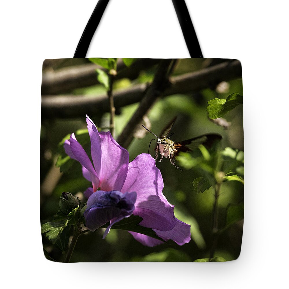 Hummingbird Moth Tote Bag featuring the photograph Hummingbird Moth on Rose of Sharon by Michael Dougherty