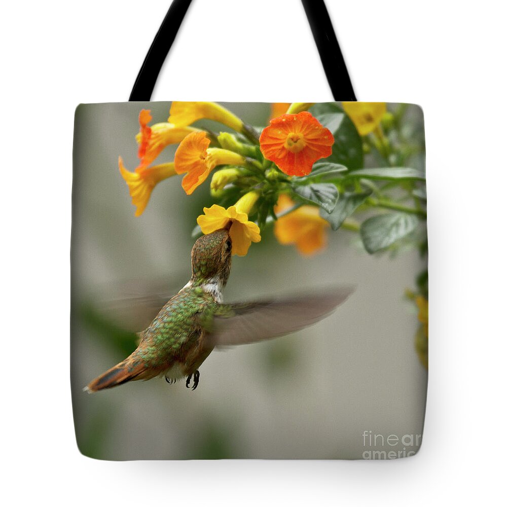 Bird Tote Bag featuring the photograph Hummingbird sips Nectar by Heiko Koehrer-Wagner