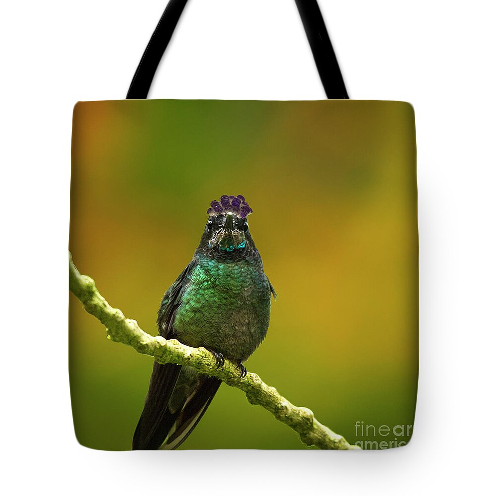 Magnificent Hummingbird Tote Bag featuring the photograph Hummingbird with a lilac Crown by Heiko Koehrer-Wagner