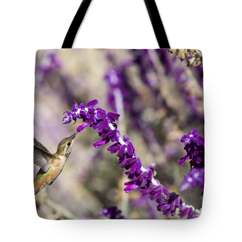 Salvia Tote Bag featuring the photograph Hummingbird collecting nectar by David Millenheft