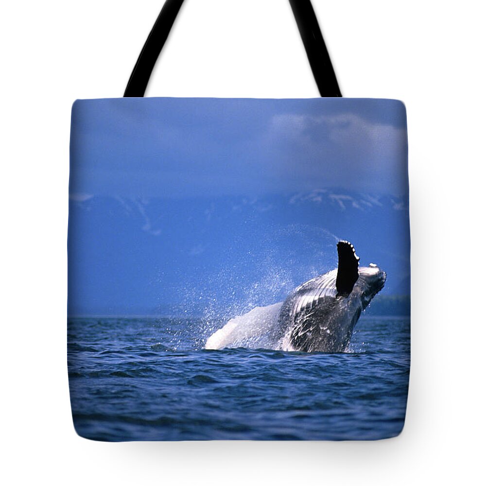 Shadow Tote Bag featuring the photograph Humpback Whale Breaching by Mark Newman