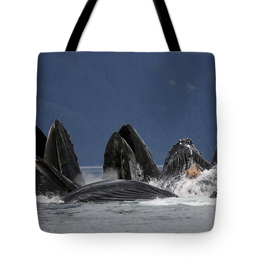 Feb0514 Tote Bag featuring the photograph Humpback Whales Bubble Net Feeding by Hiroya Minakuchi