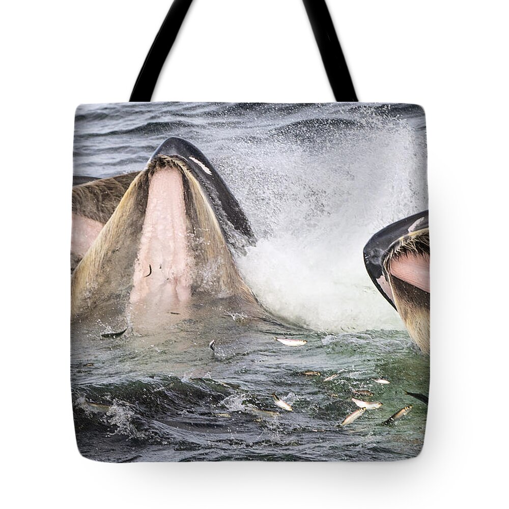 Flip Nicklin Tote Bag featuring the photograph Humpback Whales Gulp Feeding Alaska by Flip Nicklin