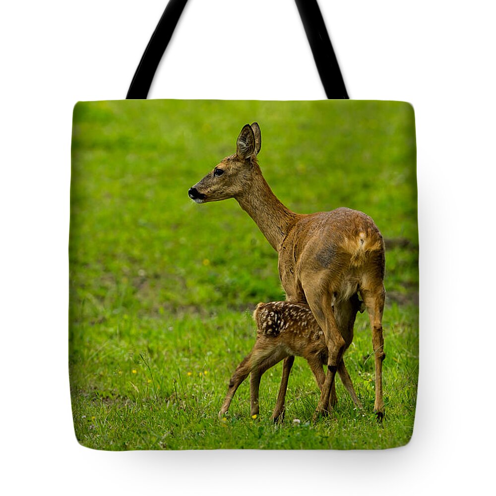 Hungry Roe Deer Fawn Tote Bag featuring the photograph Hungry by Torbjorn Swenelius