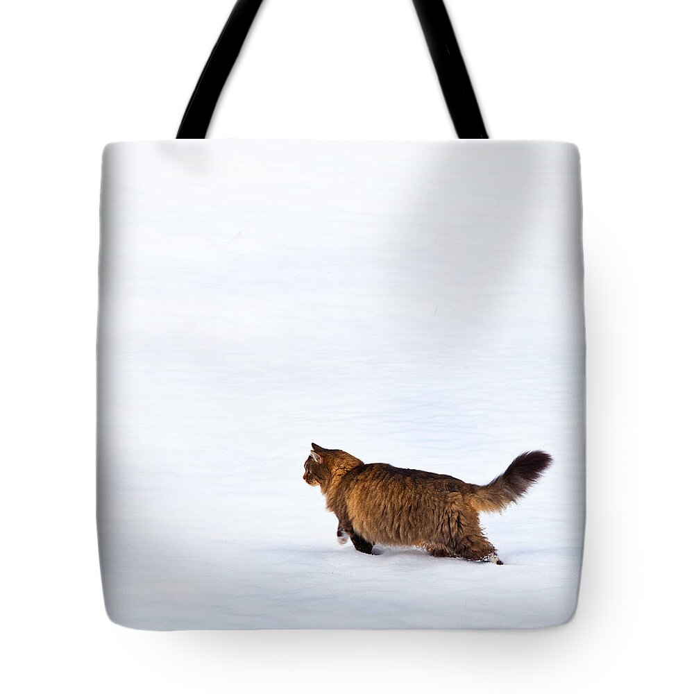 Domestic Cats Tote Bag featuring the photograph Hunter At Work by Theresa Tahara